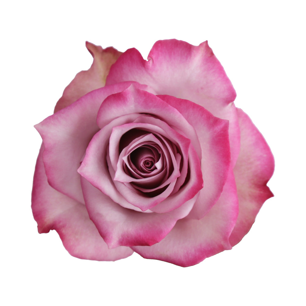 Rose Catalog